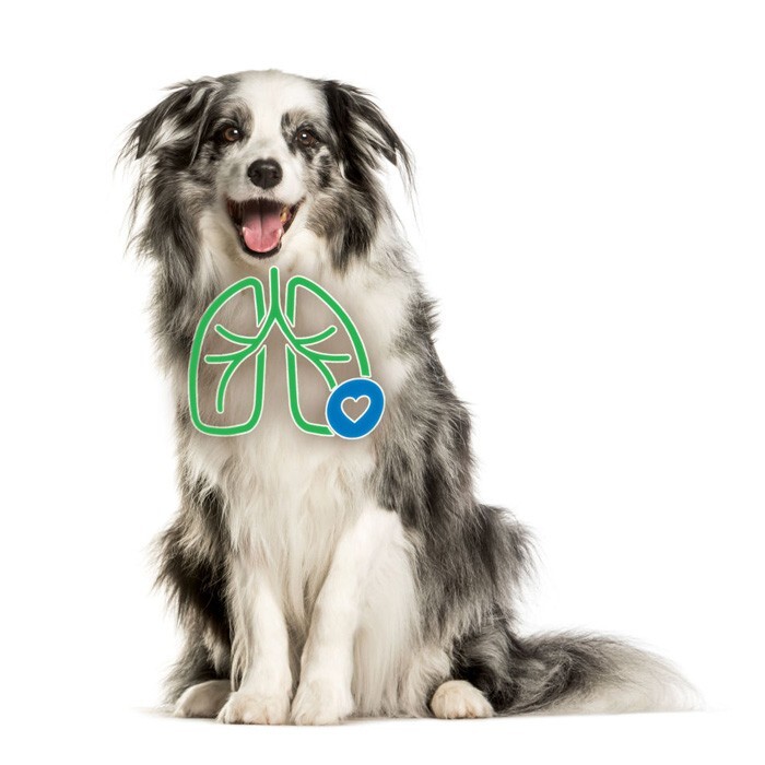 AeroDawg komora aerozolowa dla psów (duży pies)